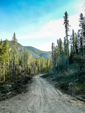 Along the way on the logging road.